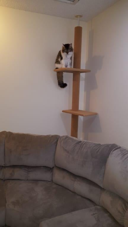 floor to ceiling cat climbing pole