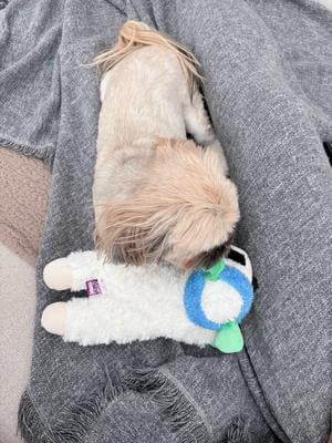 Multipet Lamb Chop Pupkin Spice Latte Dog Toy - Walmart.com