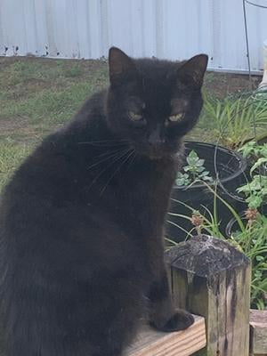 walmart kit and kaboodle