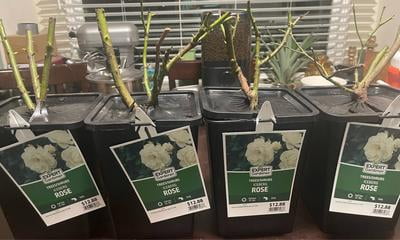 Expert Gardener Dormant Packaged Garden Rose Shrub with Fragrant