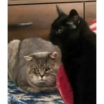 Image 1 of customer photos