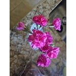 Image 9 of customer photos