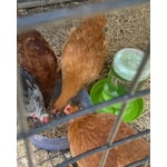 Image 4 of customer photos