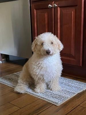 dog shedding shampoo walmart