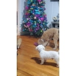 Image 5 of customer photos