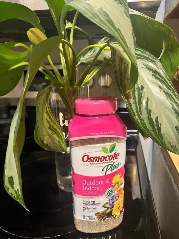 swiss cheese plant indoor Monstera Deliciosa, Swiss Cheese  Eureka Farms