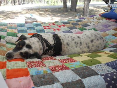 iams lamb and rice walmart