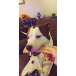 Image 6 of customer photos