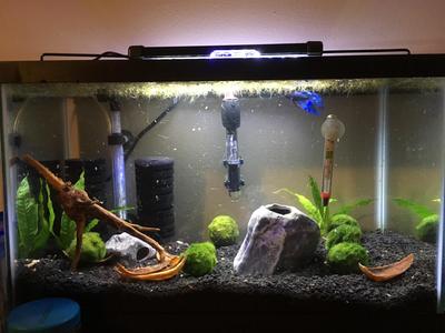 Aqua Culture 10 Gallon Glass Aquarium Walmart Com