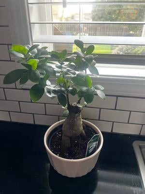 Just Add Ice Live Indoor Plant 12" Tall Bonsai Plant in Decorative Fiber  Clay 6" Pot - Walmart.com