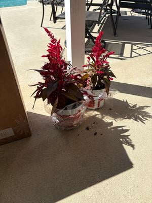 Dragons Breath 2QT Red Celosia Live Annual Plant Sun 3-Pack - Walmart.com