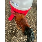 Image 1 of customer photos