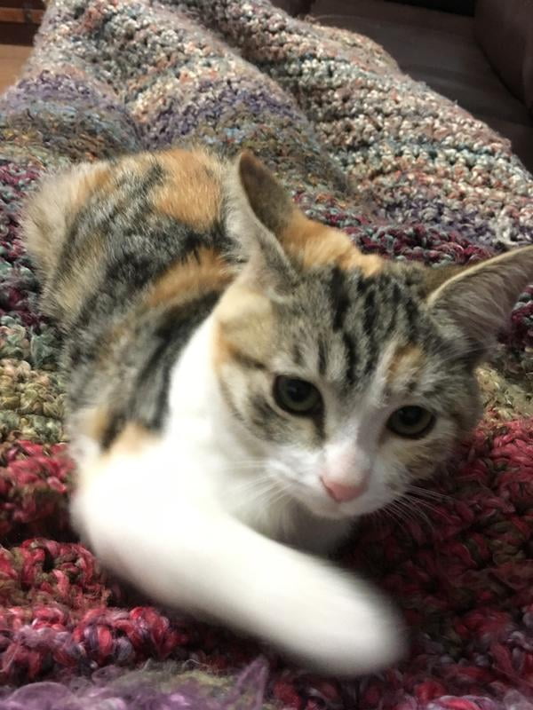 amazing cat litter walmart