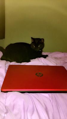 Hp 15 6 Touchscreen Laptop Intel Pentium Gold 4417u 500gb Hdd