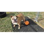 Image 1 of customer photos