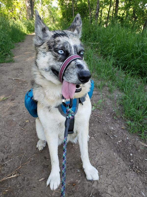 kurgo snout about strap head halter