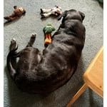 Image 4 of customer photos