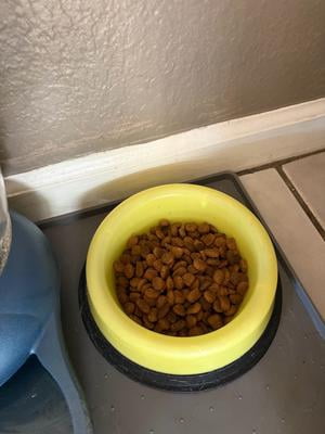 pedigree soft dog food PEDIGREE CHOICE CUTS IN GRAVY Adult Canned Soft Wet Dog Food Variety P   Petsense