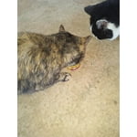 Image 4 of customer photos