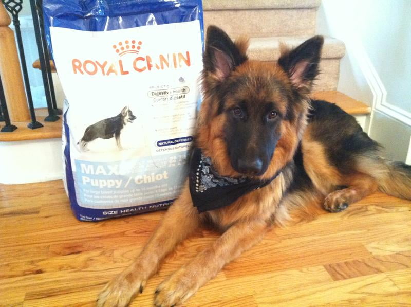 royal canin gsd