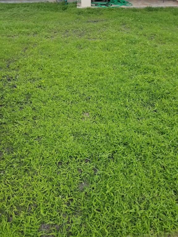 Bermuda Grass Seed Walmart