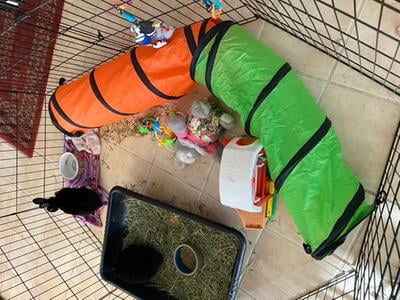 jackson galaxy cat crawl tunnel