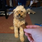 Image 5 of customer photos