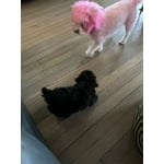 Image 1 of customer photos