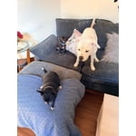 Image 2 of customer photos