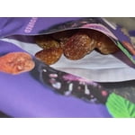 Image 5 of customer photos