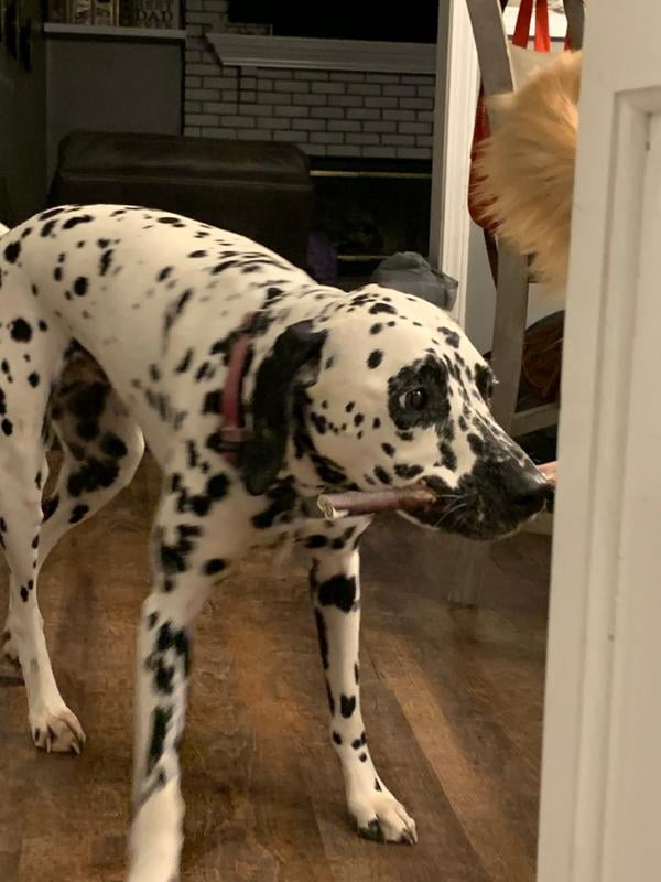 cadet bully sticks walmart