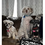 Image 1 of customer photos