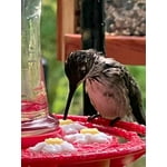 Image 2 of customer photos