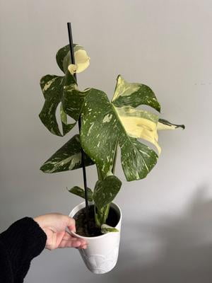 monstera deliciosa thai constellation Monstera deliciosa 'Thai Constellation'  Rare Variegated Houseplant   Plant Studio