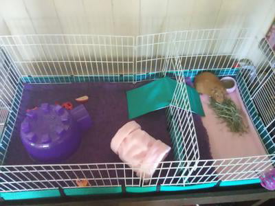 8 square feet guinea pig cage