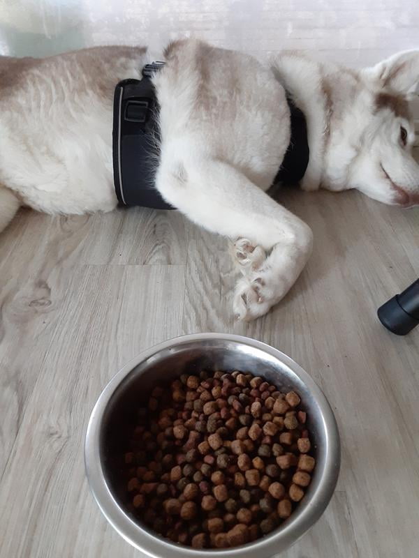 rachael ray dog food 40 lbs walmart