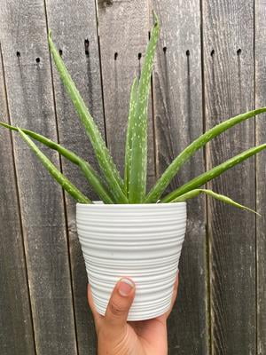 bug spray for plants indoor Natural + Non-Toxic Houseplant Pest Spray main image 1