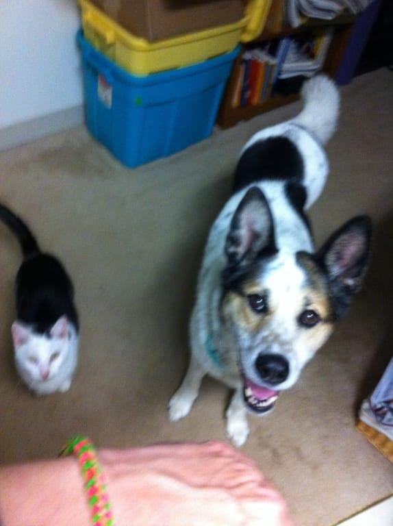 bissell bark bath walmart