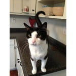 Image 4 of customer photos