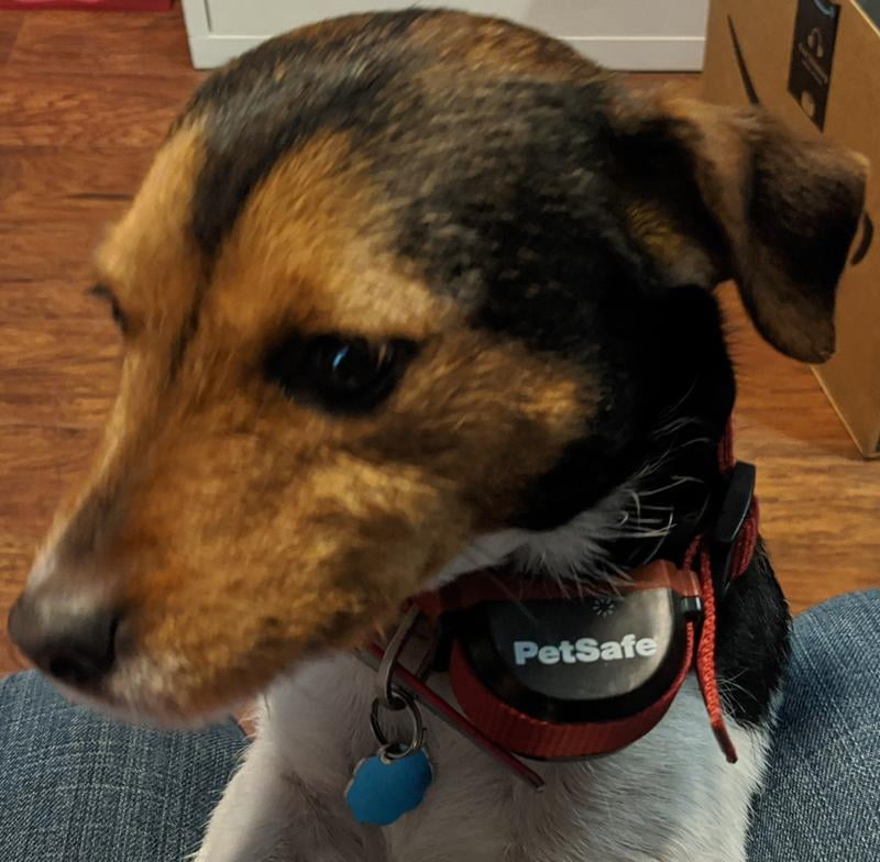 petsafe stay & play dog and cat wireless fence