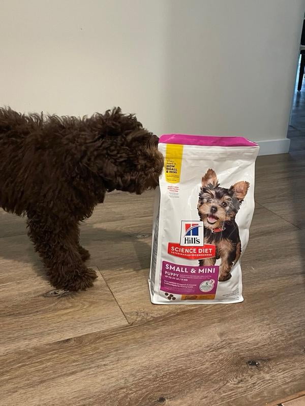 Salmon Hills Science Diet Puppy Shop Science Diet Small And Toy Breed Puppy  Food Best Sale