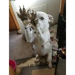 Image 4 of customer photos