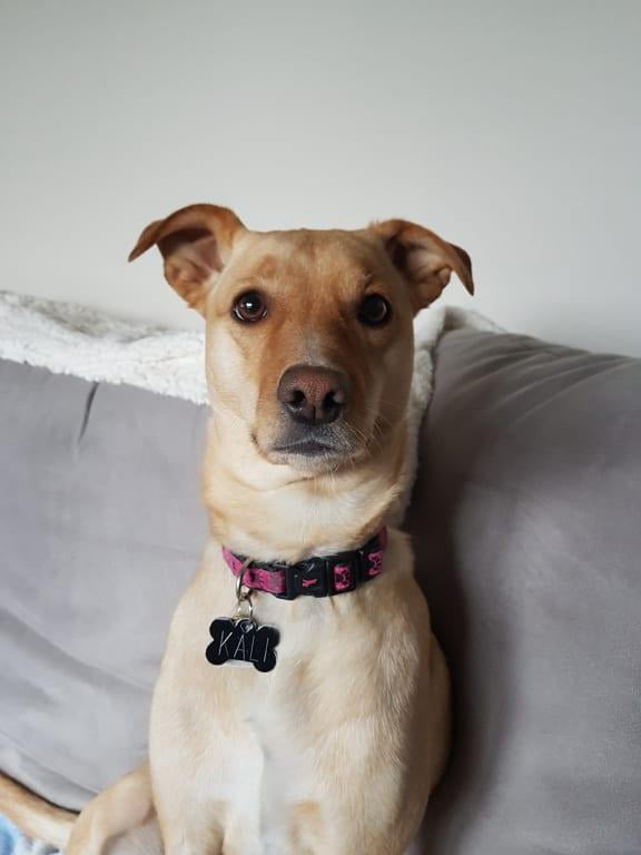 bissell bark bath walmart