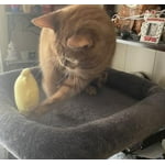 Image 3 of customer photos