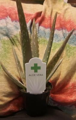 Element Live 4IN Aloe Vera Plant - Walmart.com