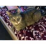 Image 5 of customer photos