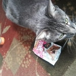 Image 6 of customer photos