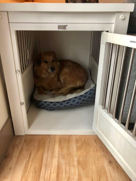 This wooden dog crate blends with the rest of my furniture — most would think it's only an end table. ecoflex dog crate end table antique white extra large 42 l