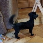 Image 4 of customer photos