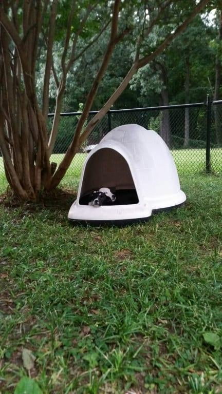 medium igloo dog house